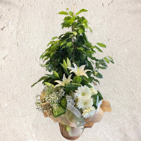 Ficus Benjamin Plant